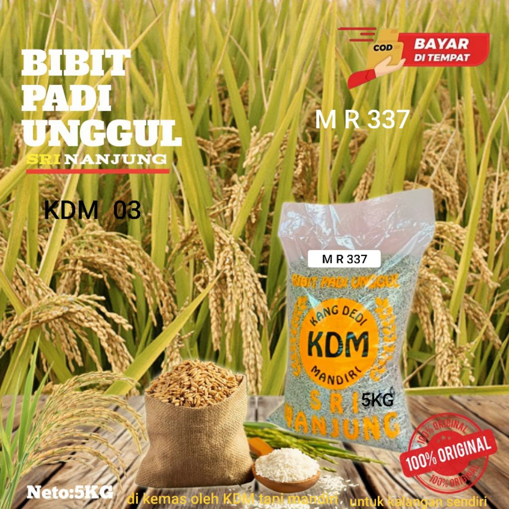BENIH PADI BIBIT PADI M R 337 KEMASAN 5 KG BIBIT PADI GENJAH HASIL MELIMPAH