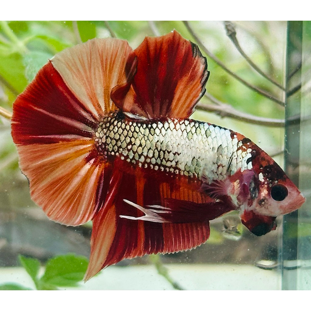 HMPK Nemo Copper Kode HMPK-14 - hiasan aquarium