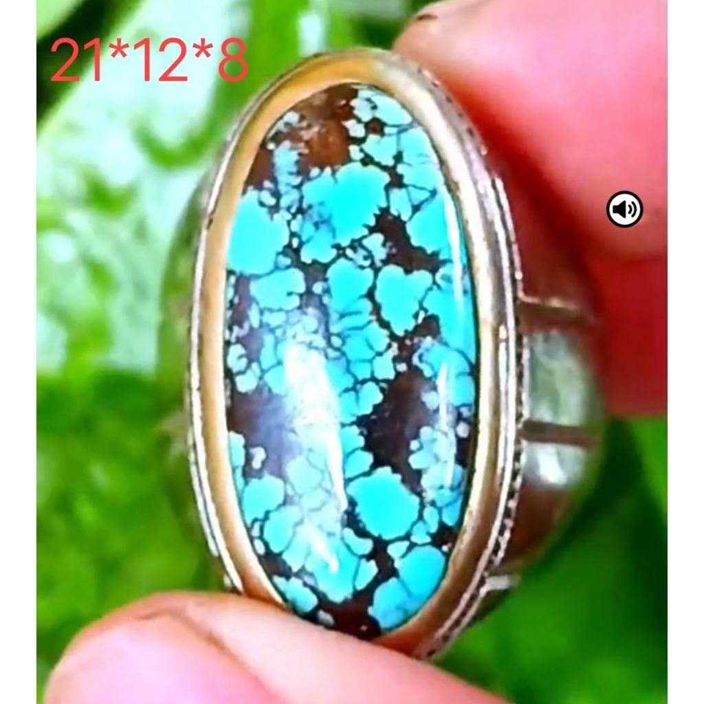 pirus Persia biru fancy