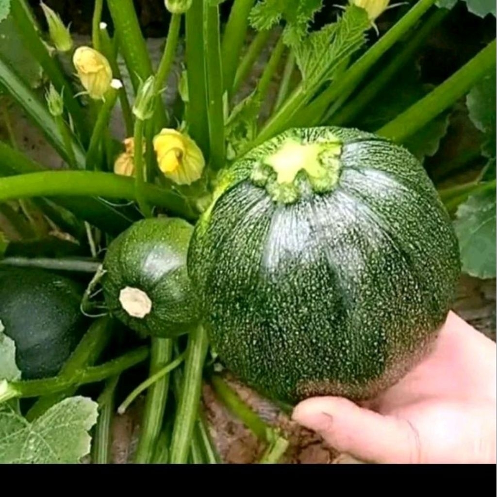 Benih biji zucchini hijau bulat