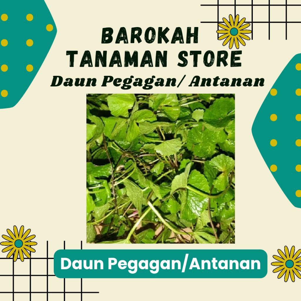 Daun Antanan Segar, Daun Antanan Pegagan, Daun Pegagan Segar, Daun Antanan Besar 300 gr