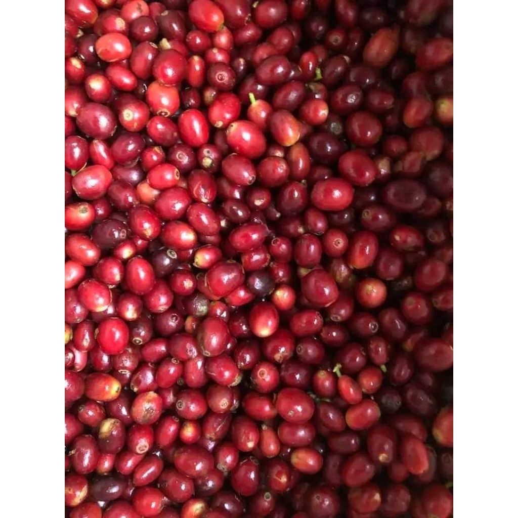 greenbean kopi arabika