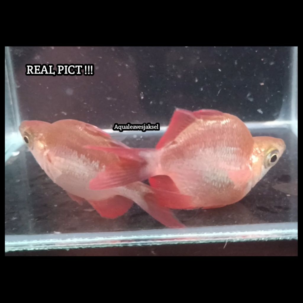 ikan rainbow merah balon good quality