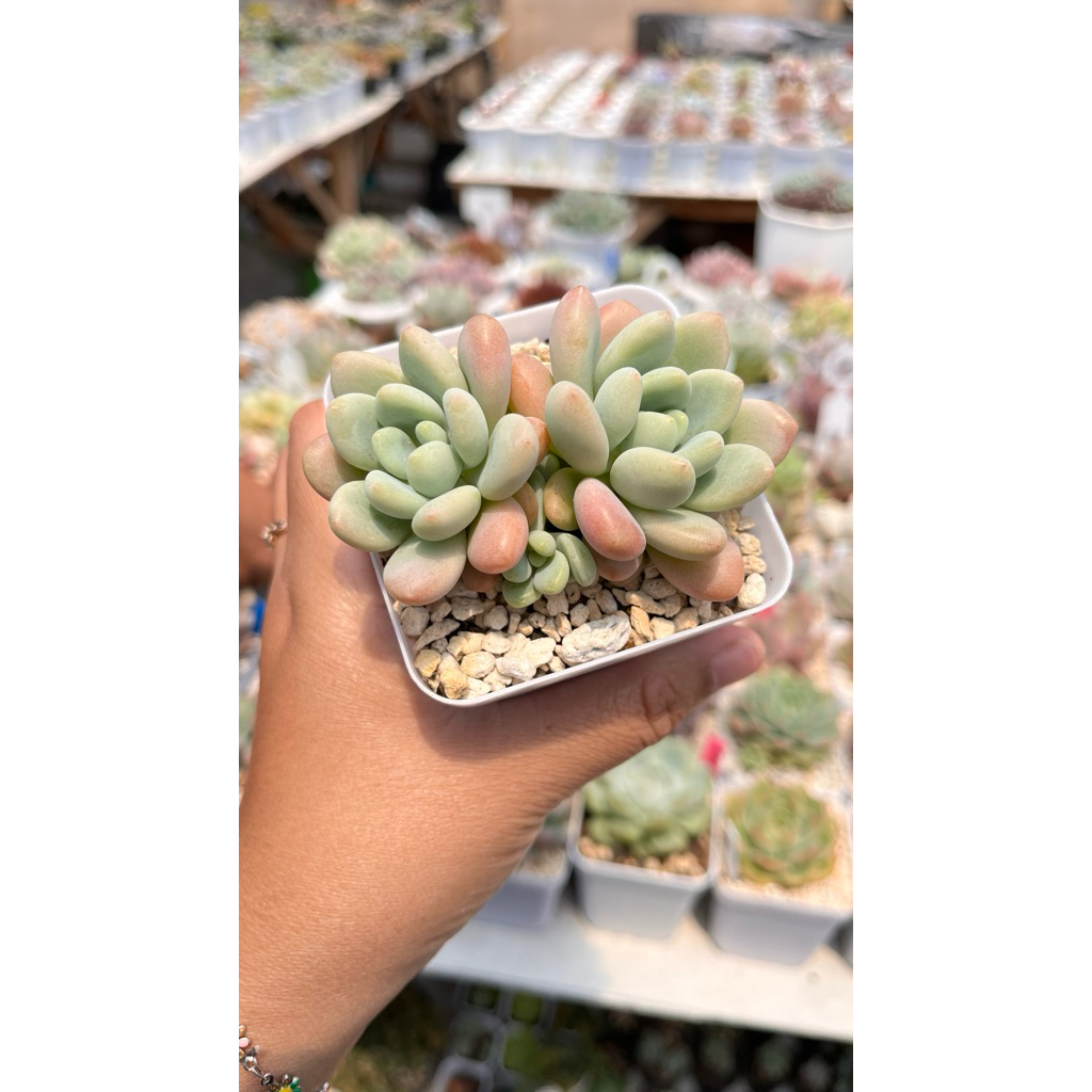 rococo import kaktus sukulen