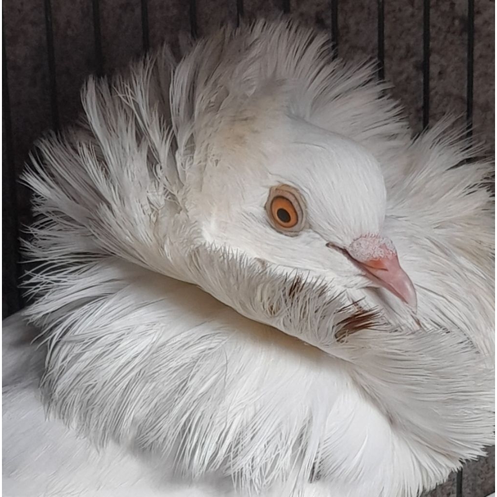 BURUNG MERPATI HIAS JACOBIN BETINA satuan "burung sesuai foto video"