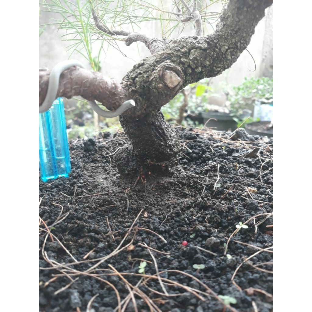 Bonsai Bahan Cemara Udang Update