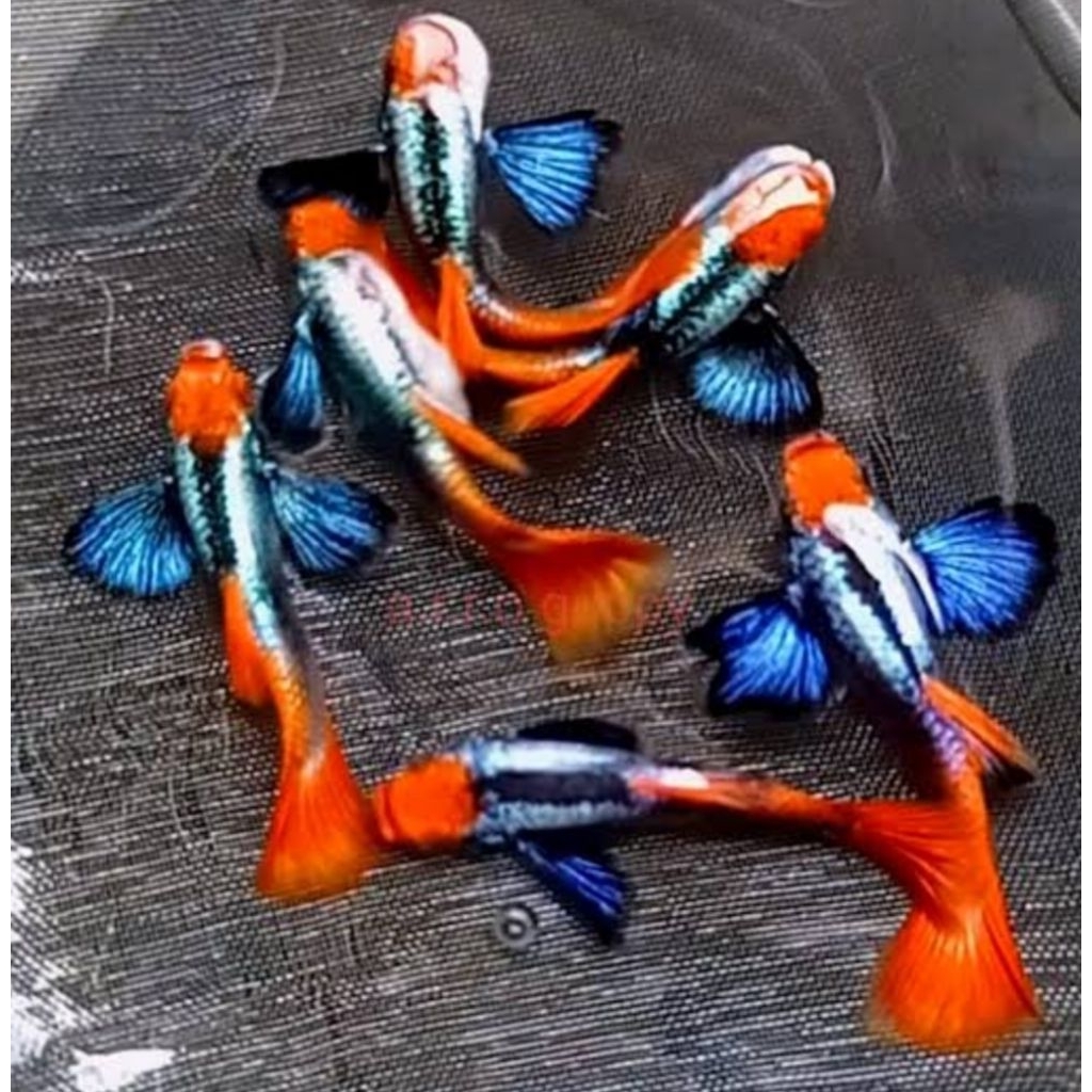 tanaman air guppy prtde koi