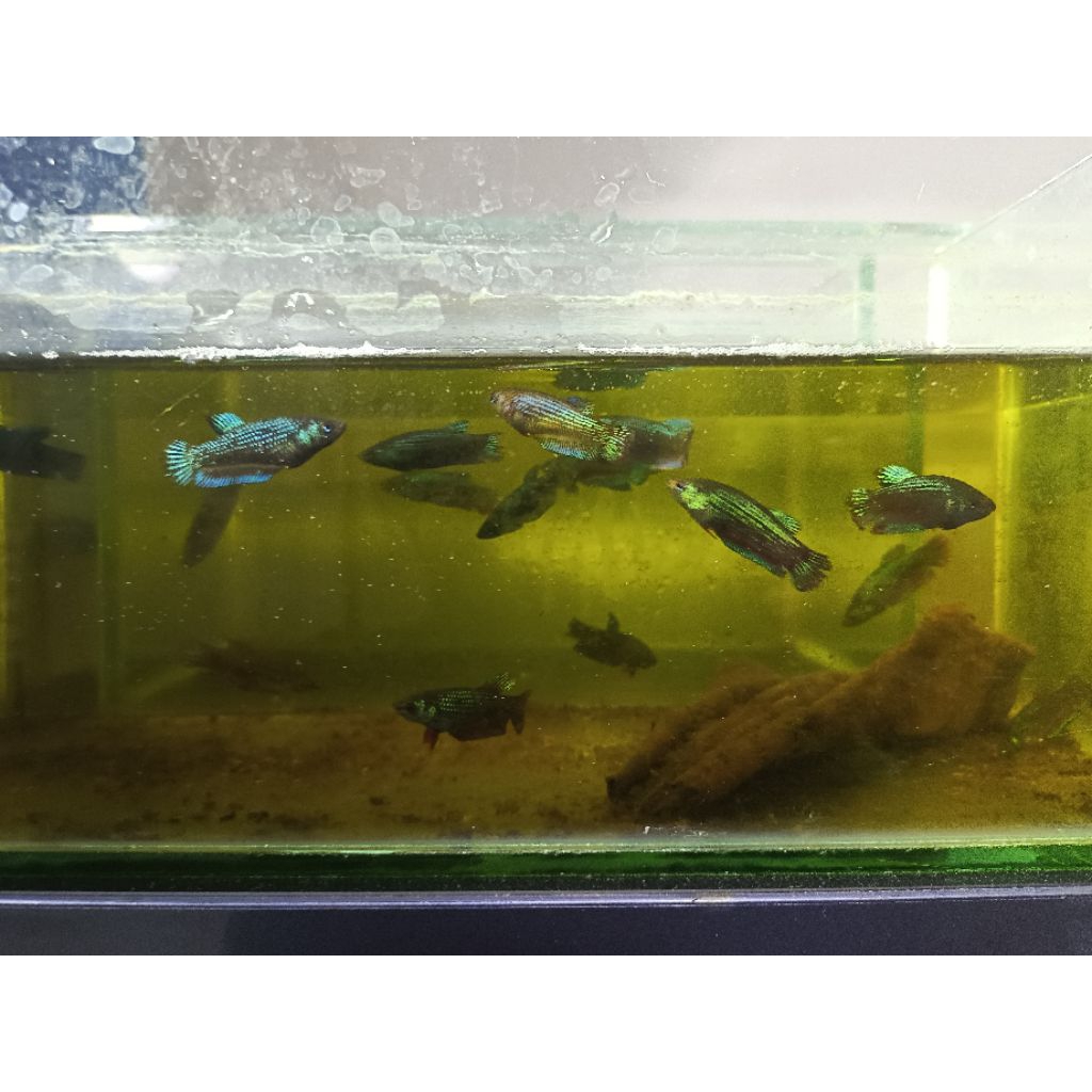 cupang hybrid wb feat smaragdina x imbelis