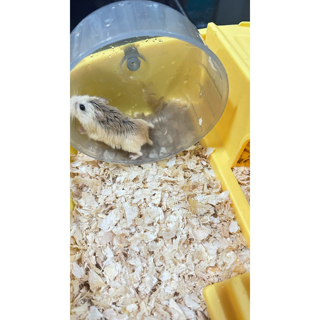 Hamster Roborovsi Roborosi Jinak Anakan