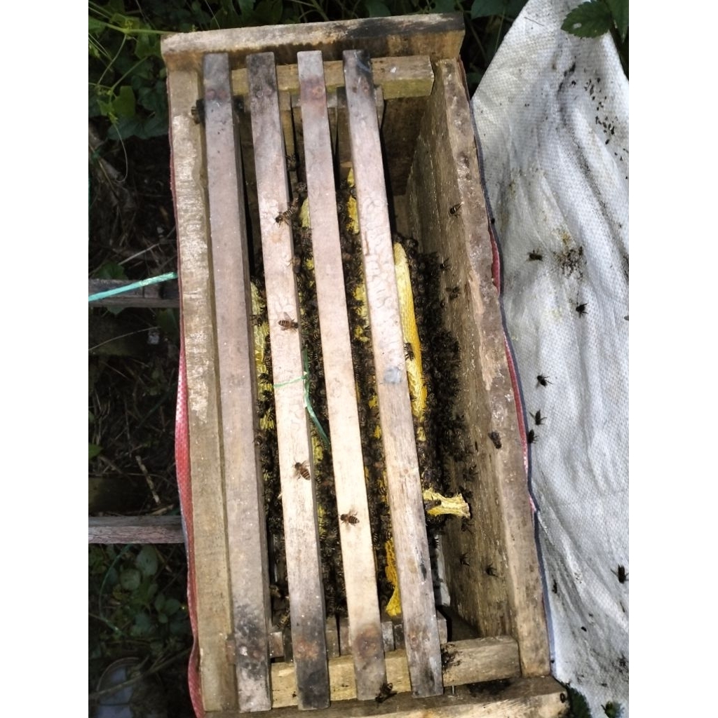 Koloni Lebah Madu Apis Cerana.