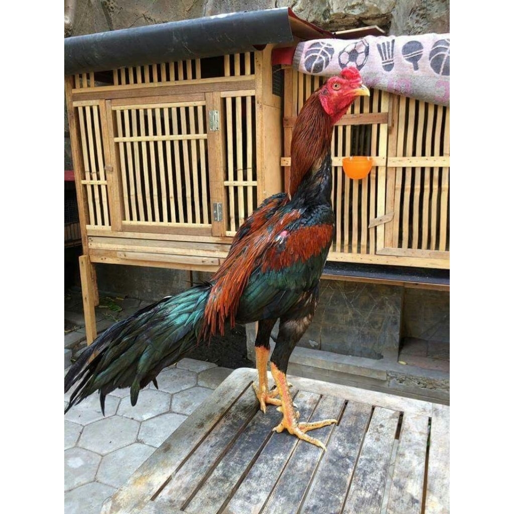 TELUR AYAM BANGKOK SELATAN ORIGINAL