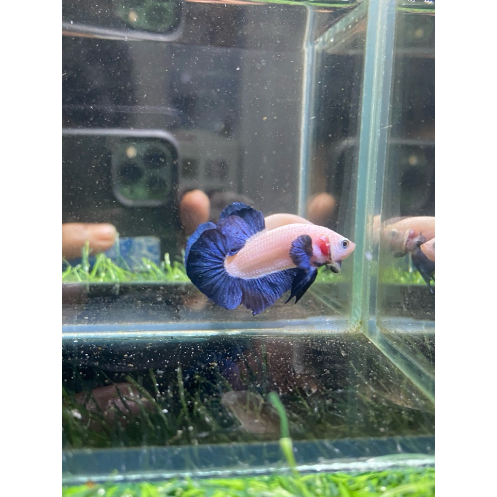 Obat ikan cupang blurim