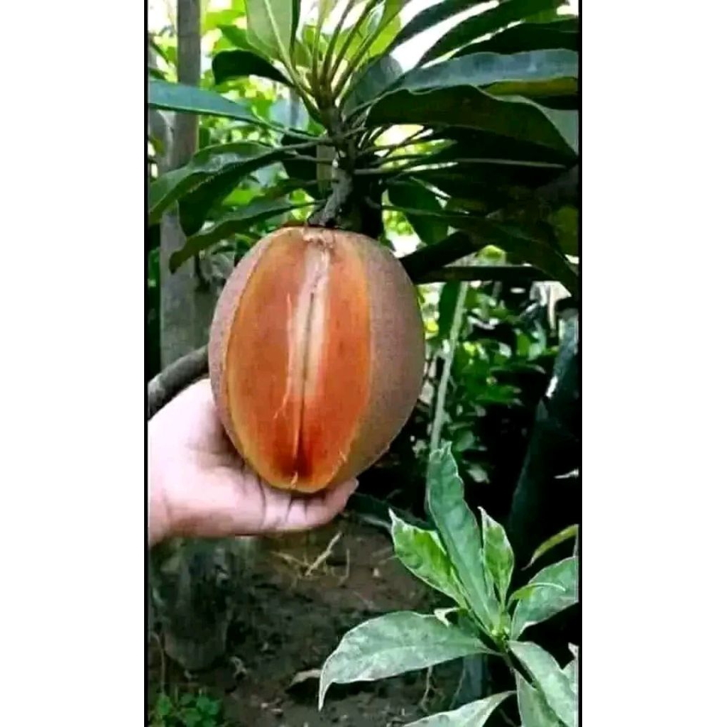 SAWO JUMBO CM19 VALID