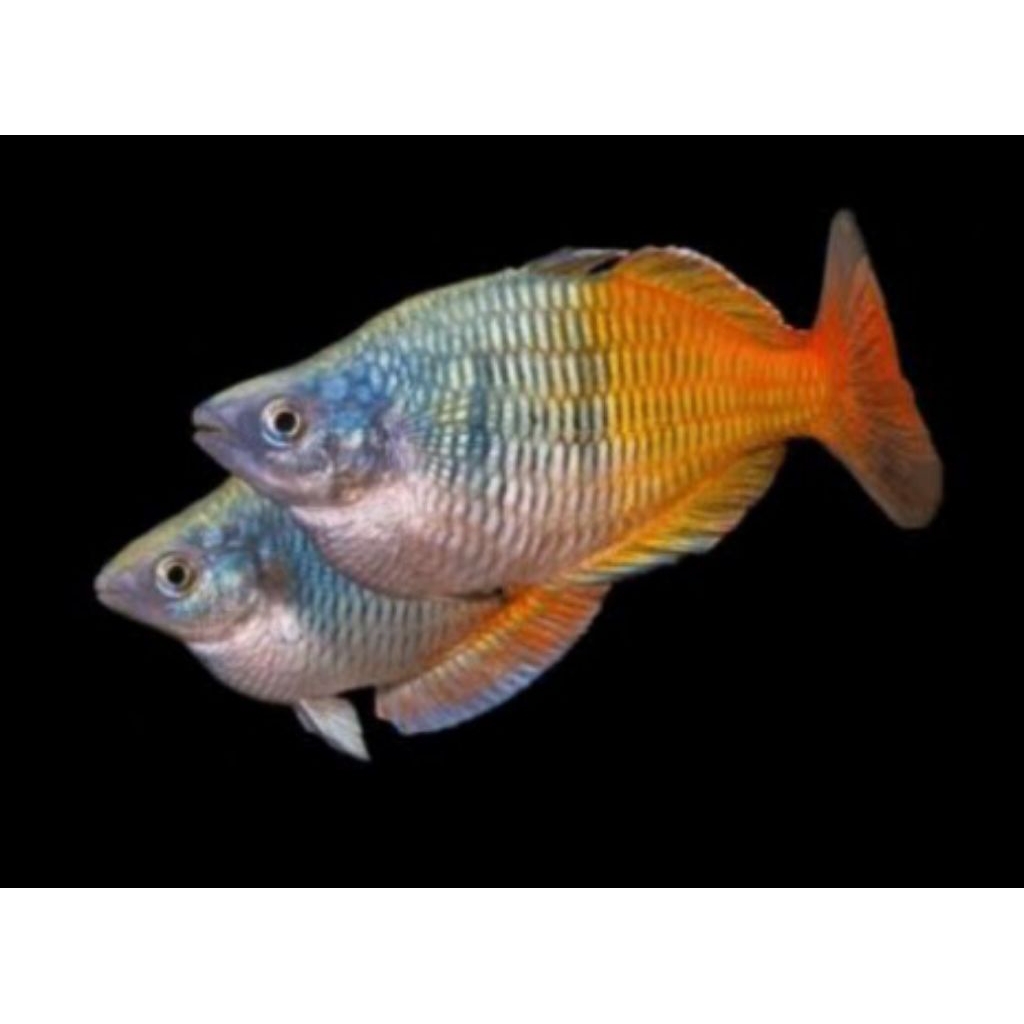 rainbow bosemani aquascape