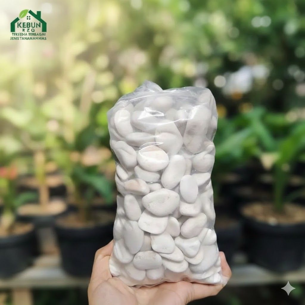 Batu Koral Putih Taman | Batu Koral Putih Kecil Kupang 1kg | Hiasan Taman Aquascape
