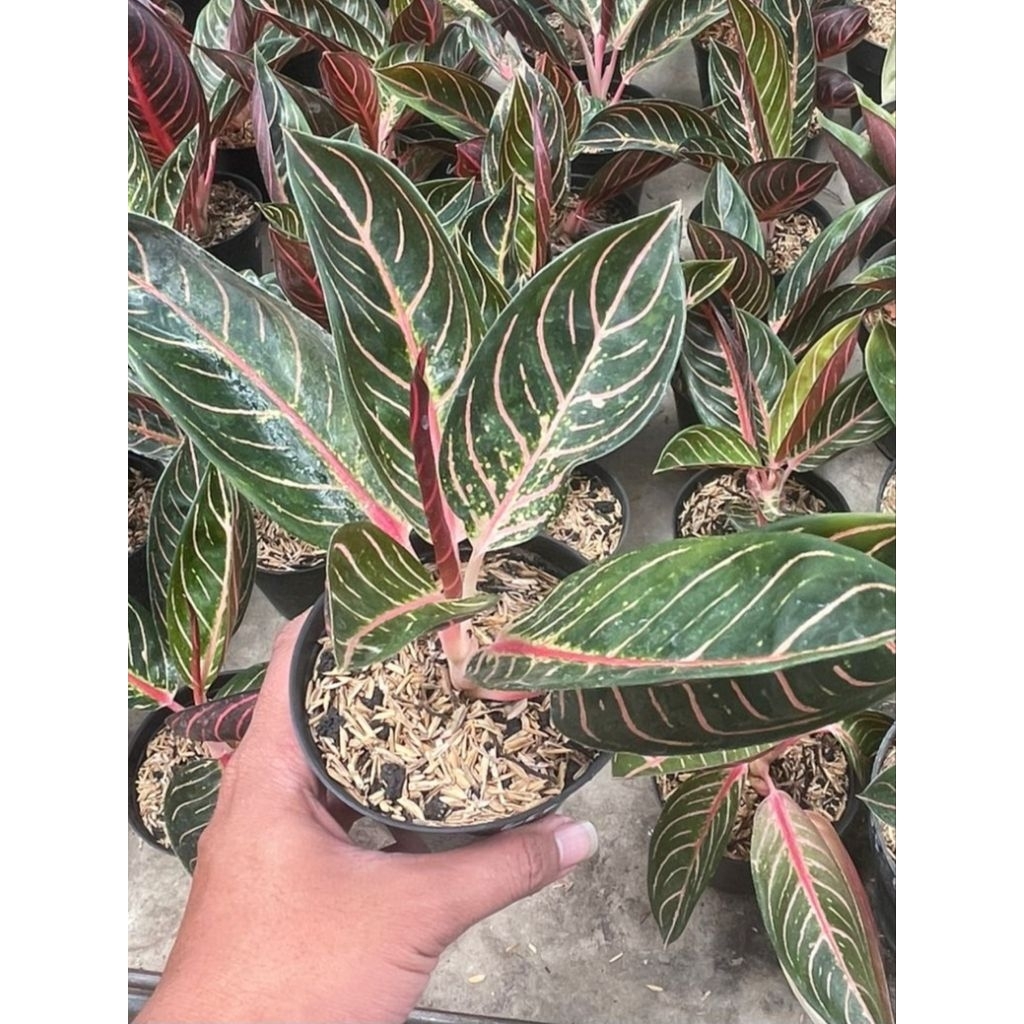 Tanaman Hias Aglonema Red Sumatra (Remaja)