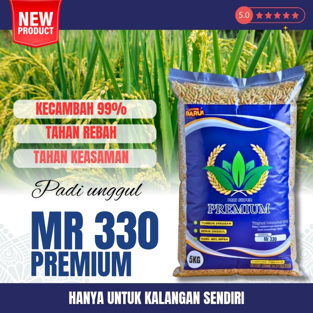 BENIH-BENIH PADI UNGGUL MR 330 ORIGINAL ( bibit padi unggul mr 330 )