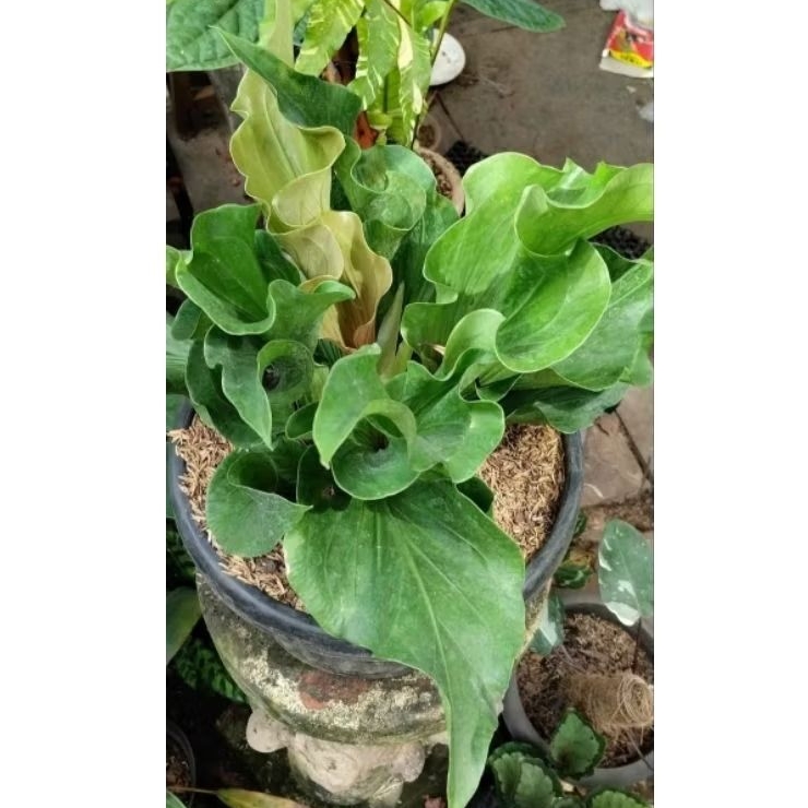 Tanaman Hias Anthurium Obor Hijau