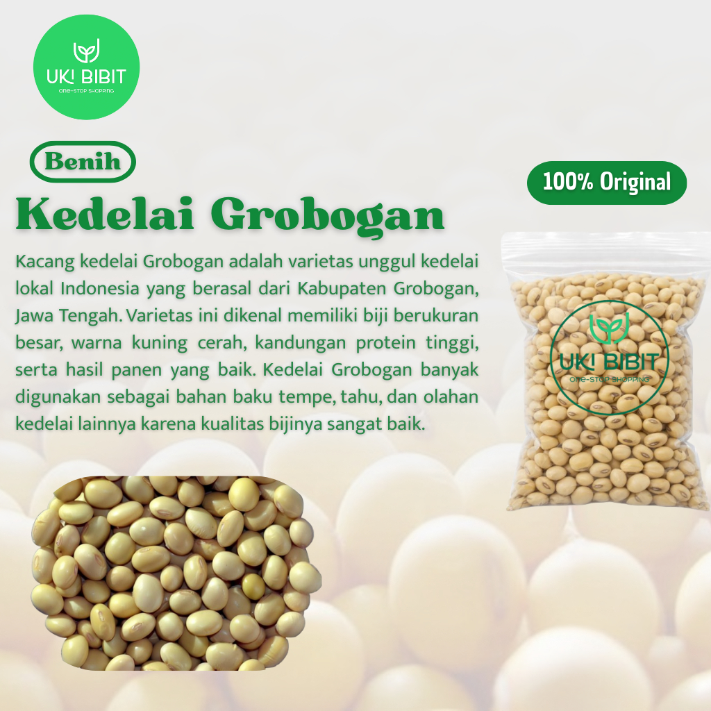 ( 10 Butir ) Benih Biji Kacang Kedelai Grobogan | Kedelai Grobogan