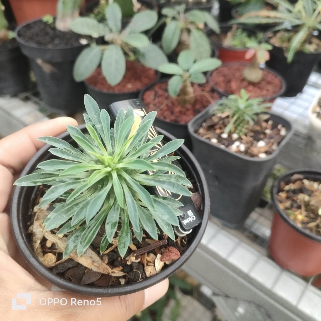 euphorbia sutetsu Kirin ,kaktus