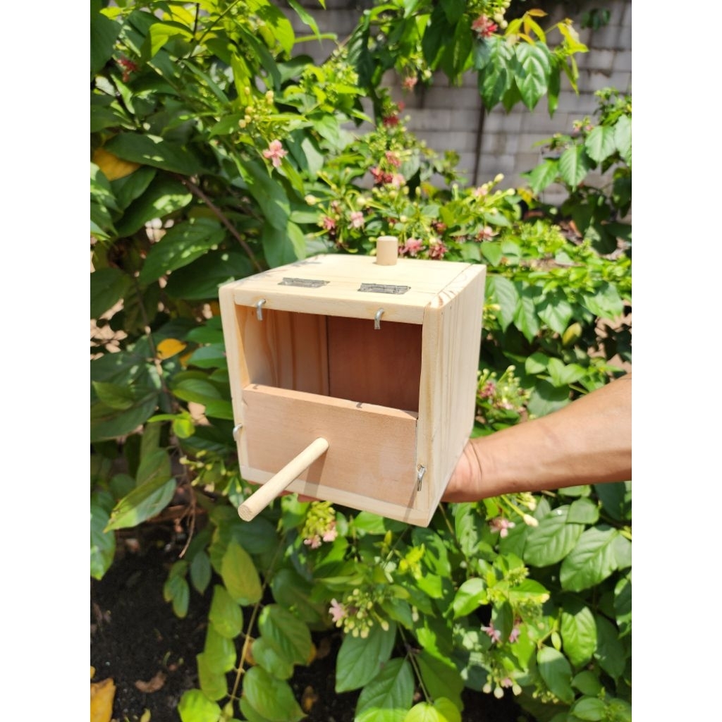 Glodok finch glodok burung pipit kenari emprit