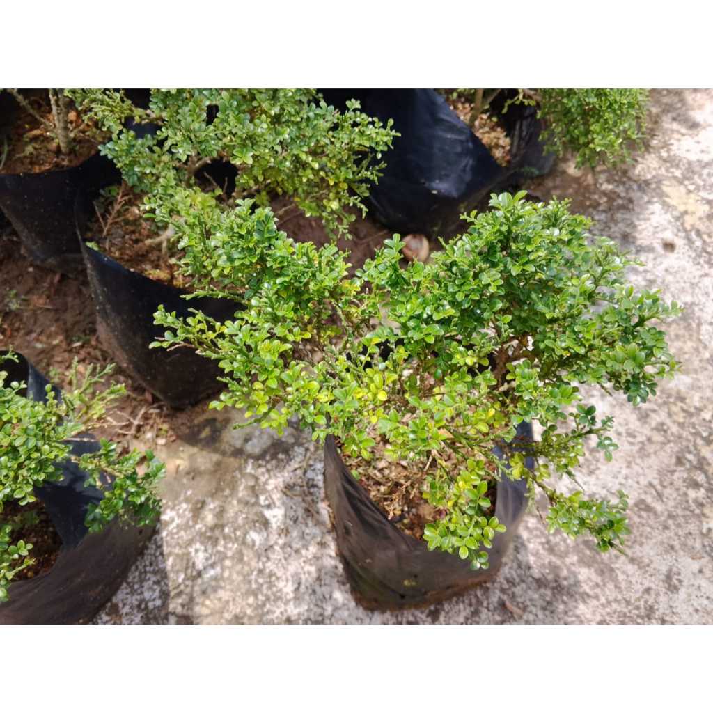 Beli 2 Gratis 1 | Tanaman Hias Kemuning Super Mikro Golden – Cocok untuk Bahan Bonsai