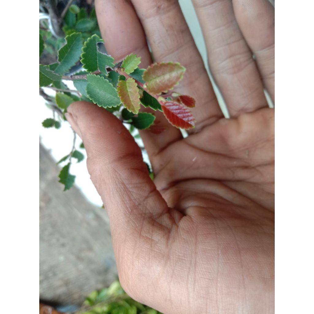 bibit ulmus mikro akar rimbun