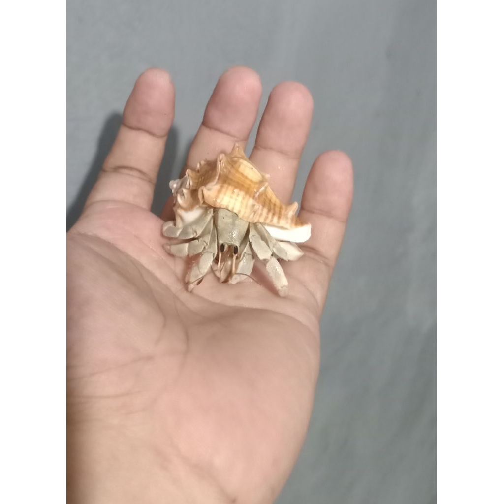 2 biji rugosus size M dan L