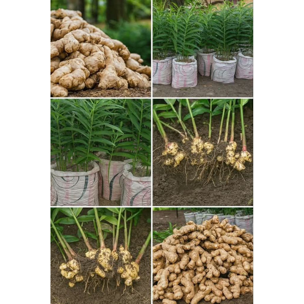 bibit jahe siap tanam