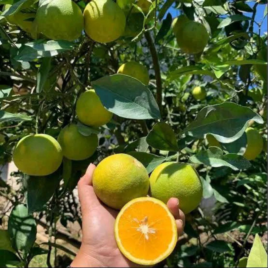 Bibit jeruk Sunkist, siap berbuah berbunga