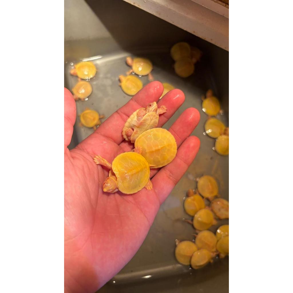 KURA BRAZIL RES ALBINO BABY KUALITAS PREMIUM GARANSI - KOLEKTOR HOBI PECINTA REPTIL TURTLE