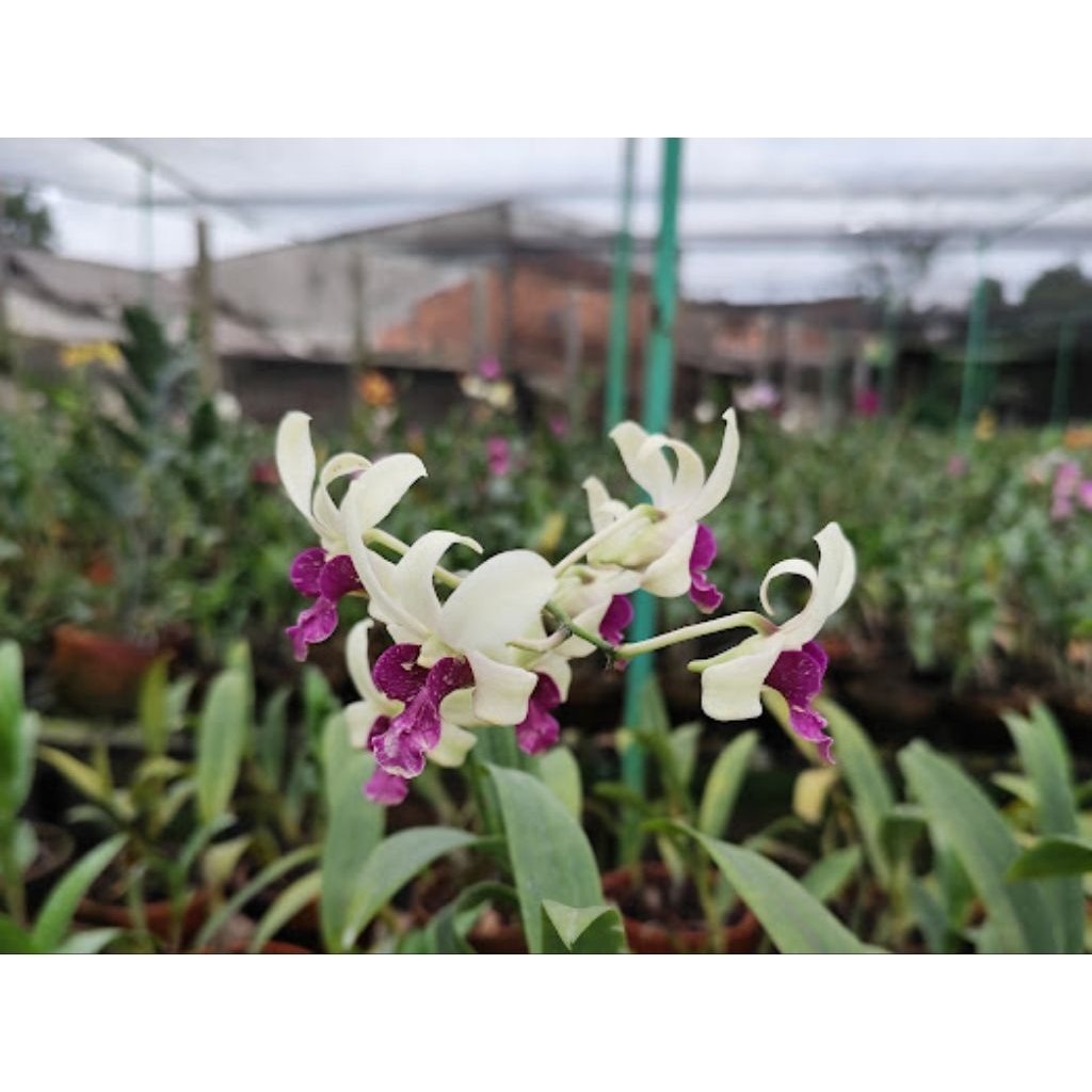 tanaman hias jenis anggrek