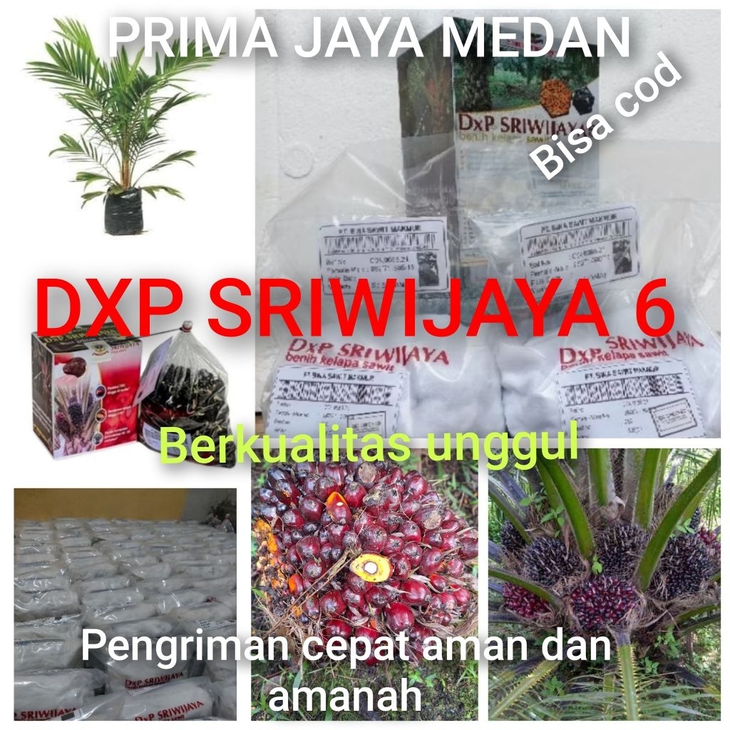 Bibit Benih Kecambah Sawit DXP SRIWIJAYA 6 (250 butir)