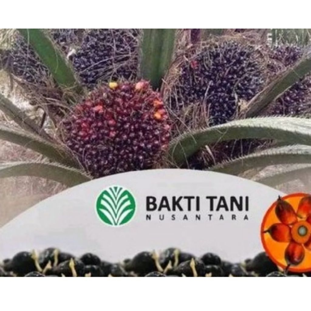 Bibit Benih Kecambah Sawit DXP TN 1 BERKUALITAS UNGGUL (150 butir)
