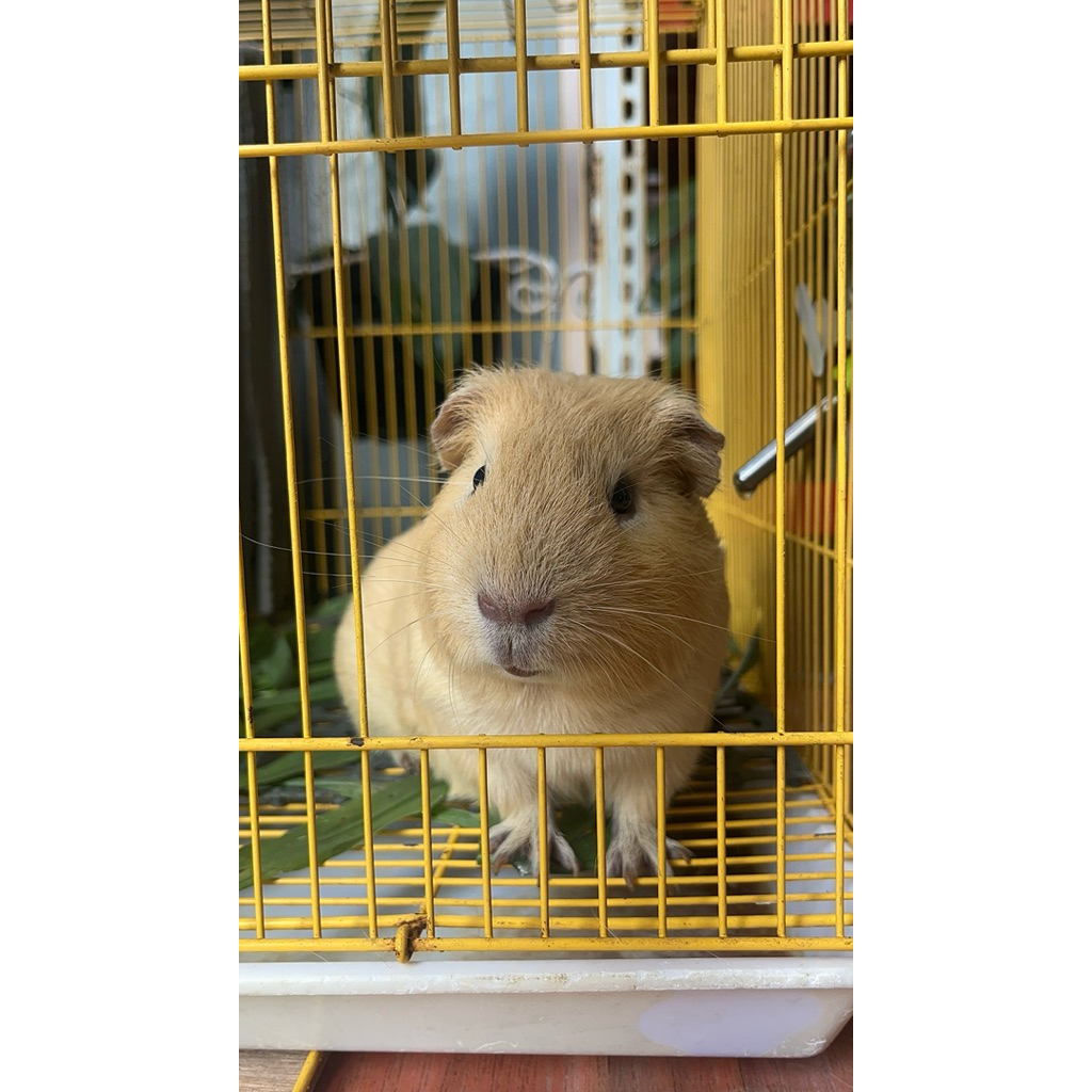 guinea pig marmut hias american jumbo