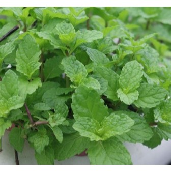 Daun Mint Segar 100 Gram Sayur Segar Hidroponik