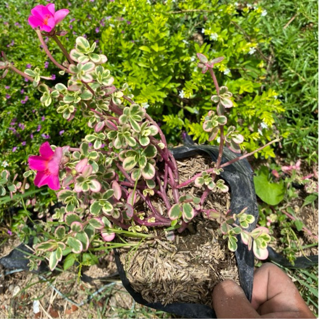 Tanaman hias krokot pink variegata - krokot varigata