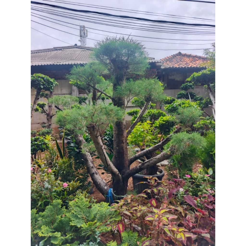 bonsai cemara udang tinggi 165cm batang besar