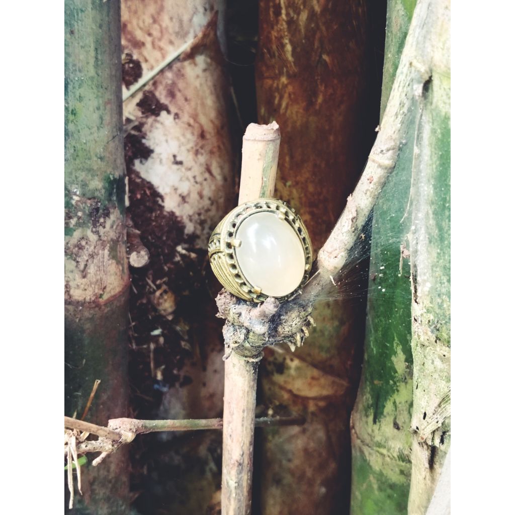 Anggur Pacitan/batu  cempaka