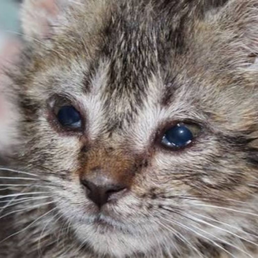 Salep Mata Kucing Obat Infeksi Mata | Obat Sakit Mata Kucing Atasi Belekan, Bengkak & Merah