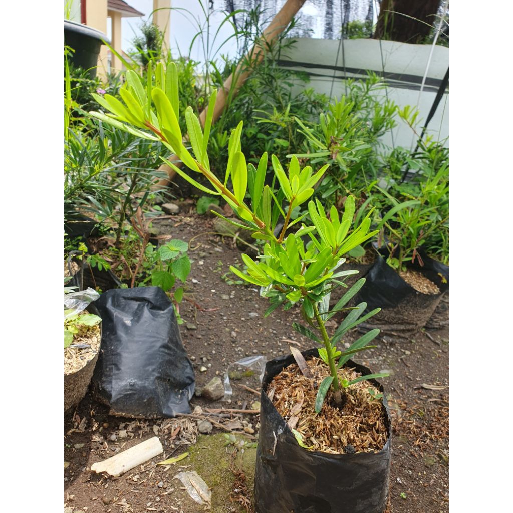 Tanaman hias lohansung mawar lohansung kapsul capsule bahan bonsai sehat dan subur