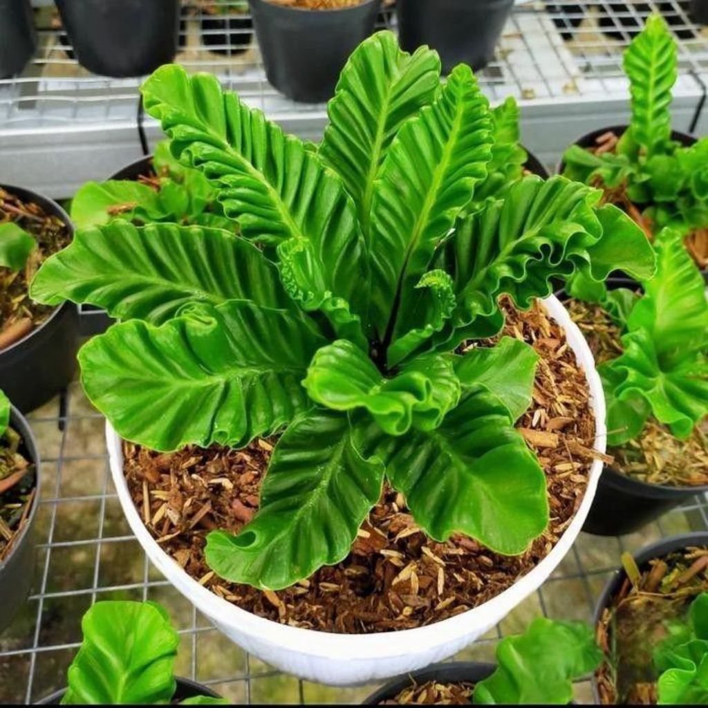 Tanaman Hias Kadaka Lasagna Rimbun | Daun Bergelombang Eksotis