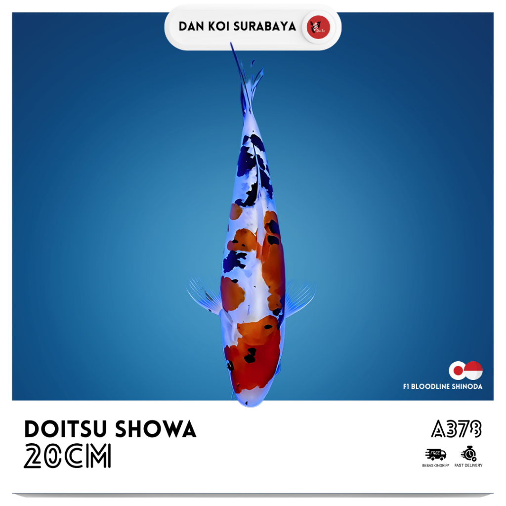 Ikan Koi Doitsu Showa F1 Bloodline Shinoda Kode A378