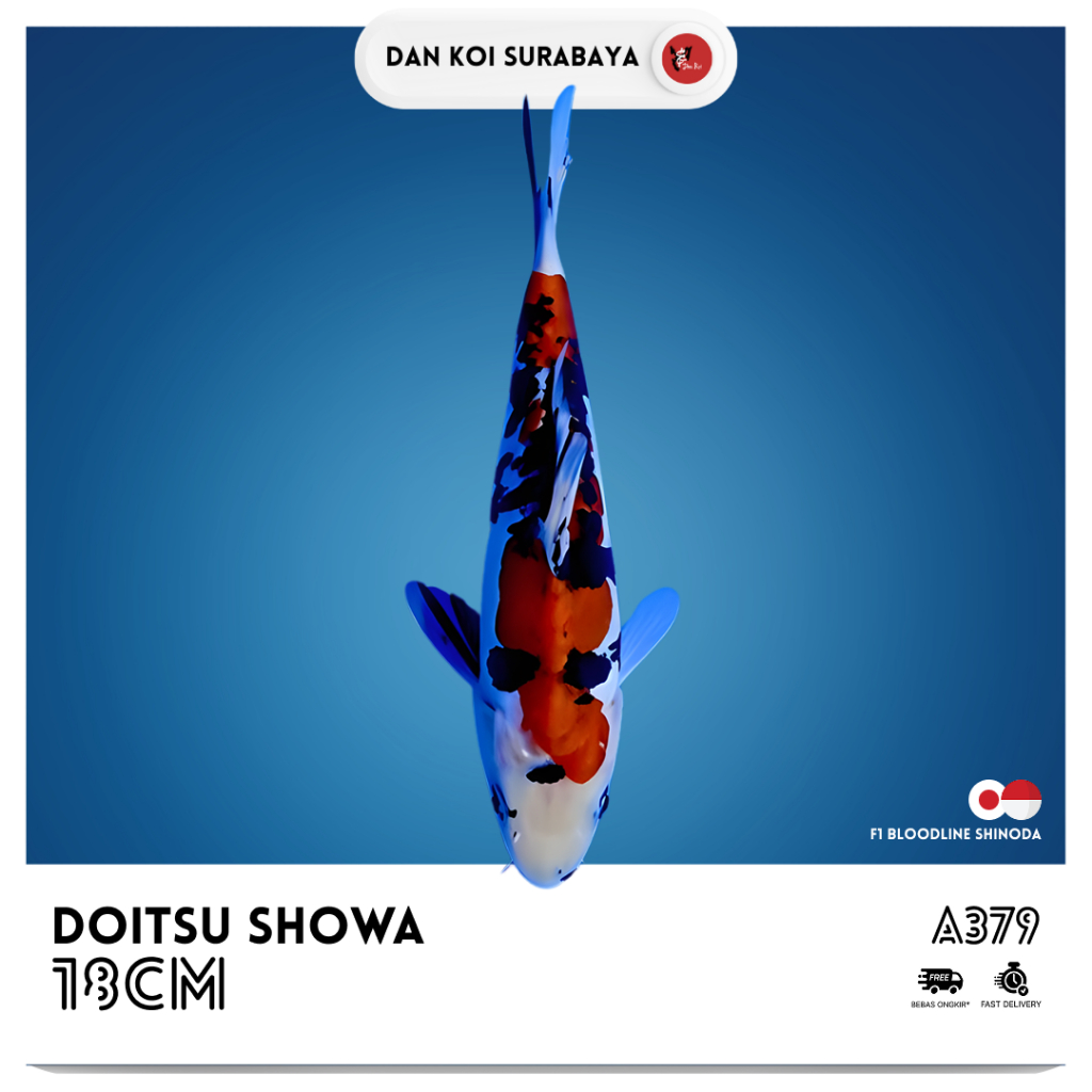 Ikan Koi Doitsu Showa F1 Bloodline Shinoda Kode A379