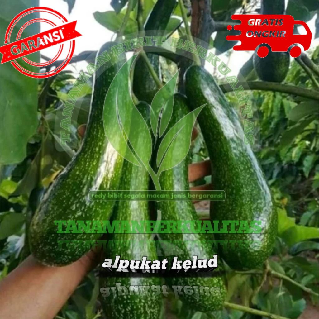 bibit tanaman alpukat kelud sudah hasil okulasi cepat berbuah