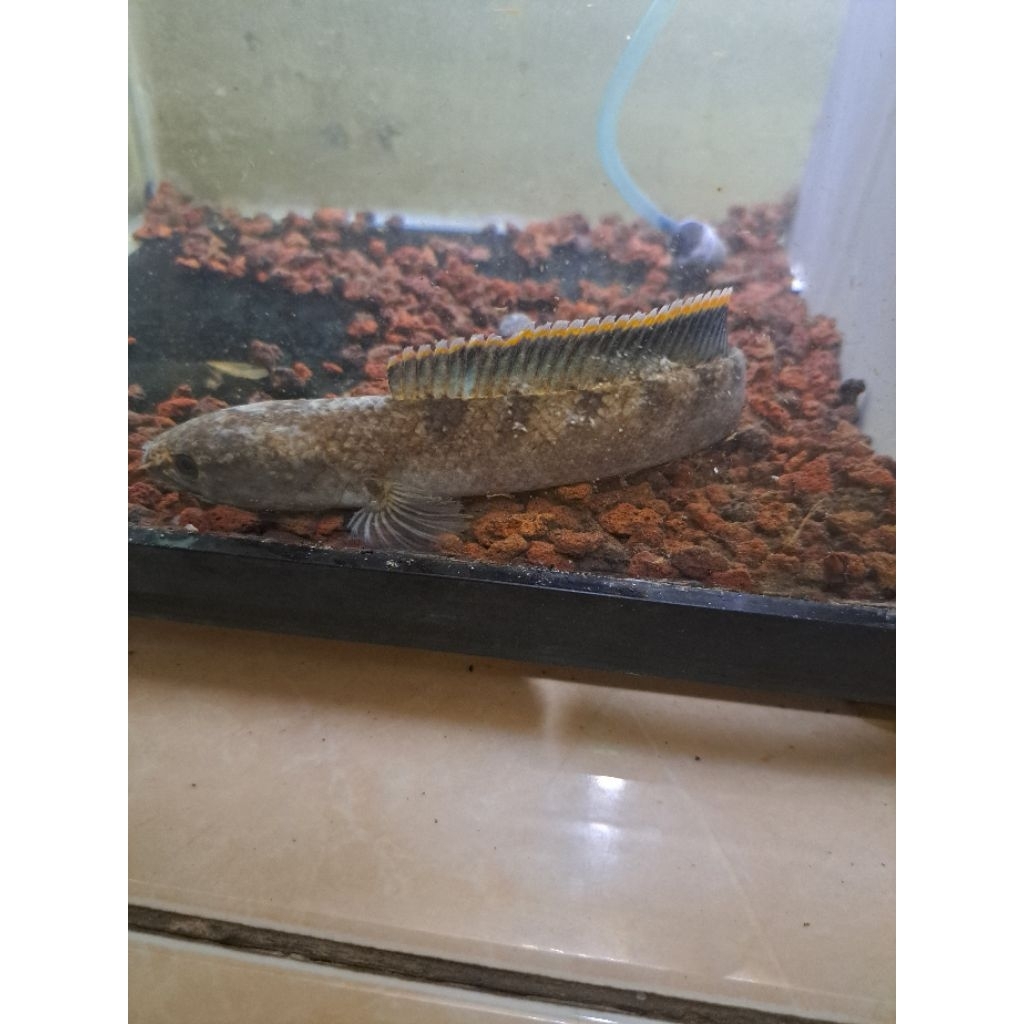 ikan chana limbata jumbo size 15 cm up