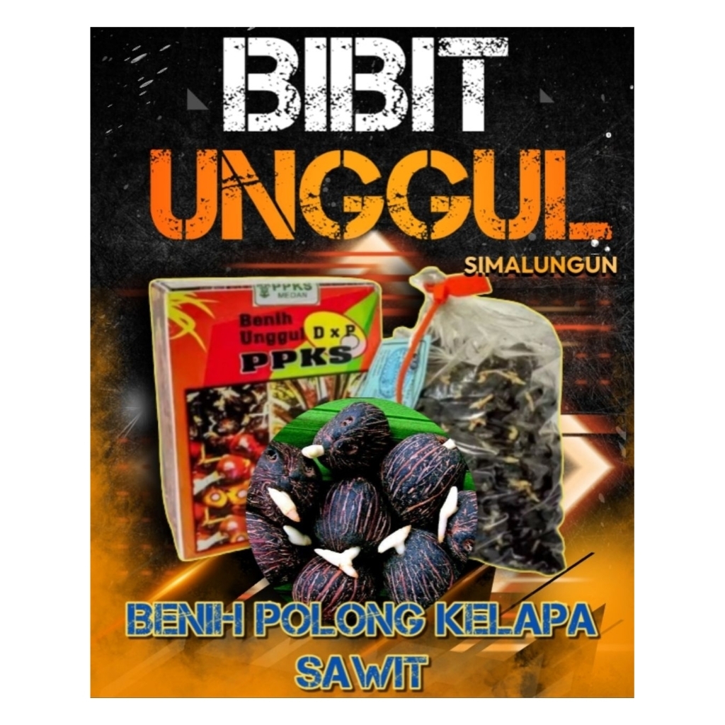 Bibit kecambah sawit PPKS239 Bersertifikat