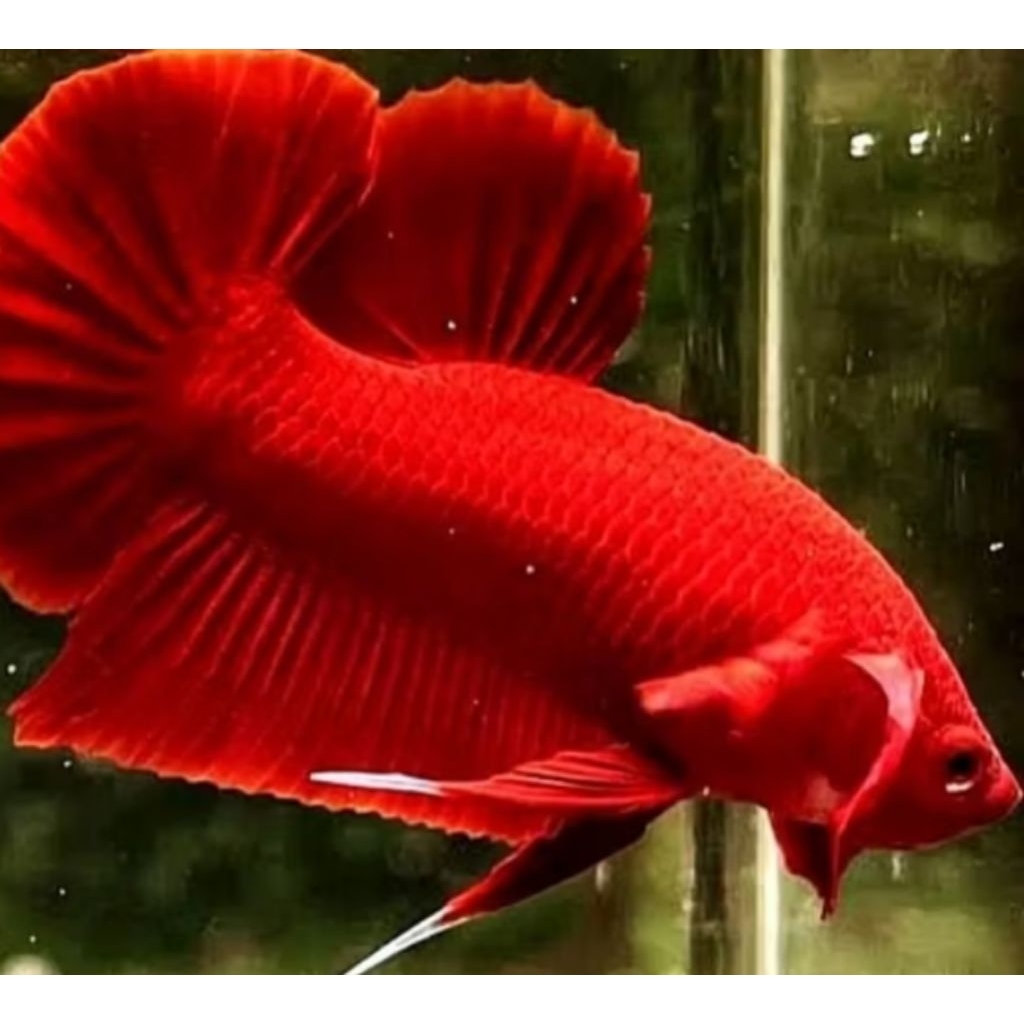 Paket hemat 4 ekor betina Halfmoon giant siap breeding