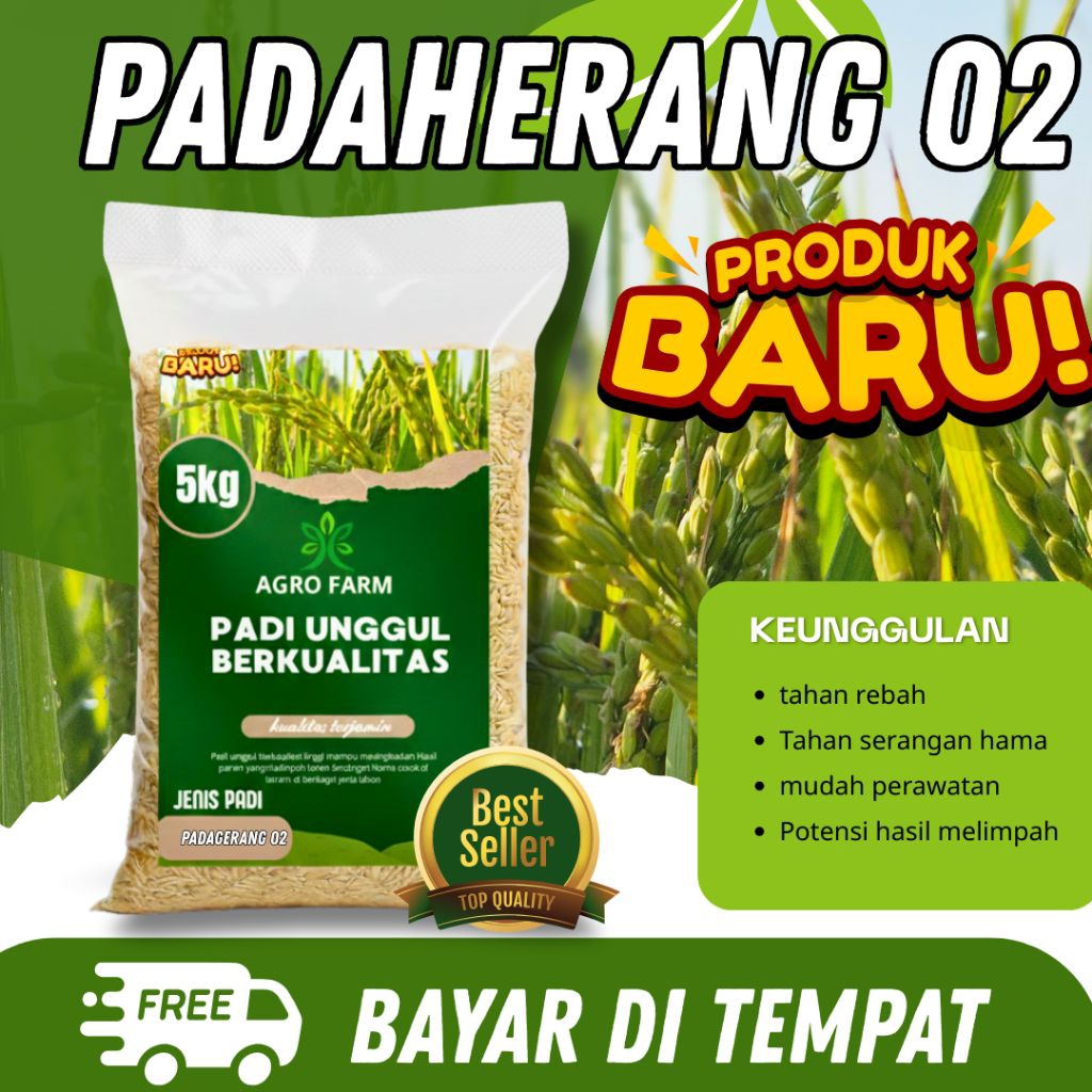 Benih Padi unggul PADAHERANG 02 kemasan 1-5 kg