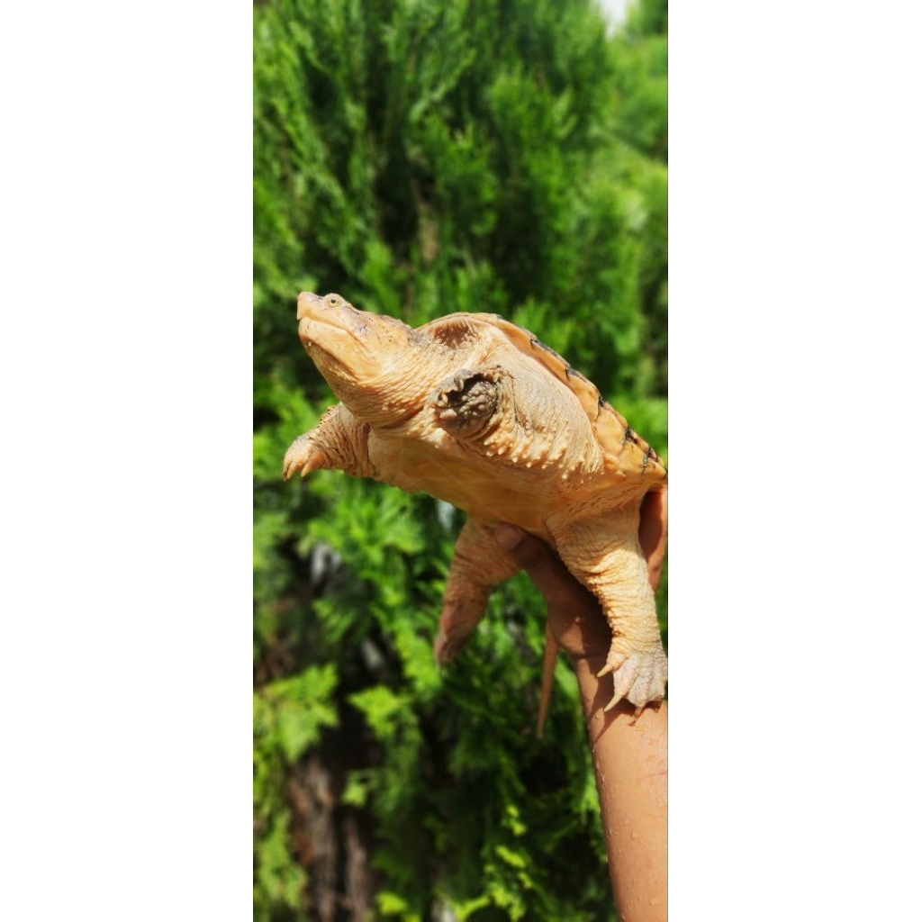 KURA-KURA CST NORMAL CERAH 18cm